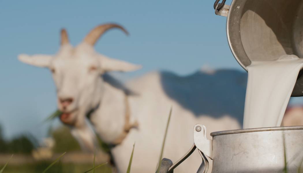 Tips Mengonsumsi Susu Kambing