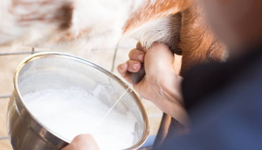 Manfaat Susu Kambing